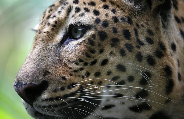 Primer Plano Del Leopardo Sentado Banco Madera Parque Kuala Lumpur —  Fotos de Stock