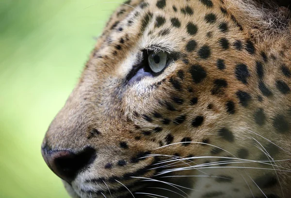 Primer Plano Del Leopardo Sentado Banco Madera Parque Kuala Lumpur —  Fotos de Stock