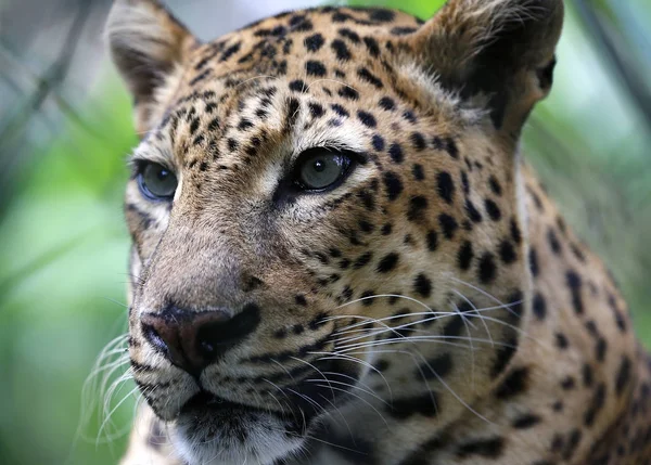 Primer Plano Del Leopardo Sentado Banco Madera Parque Kuala Lumpur —  Fotos de Stock