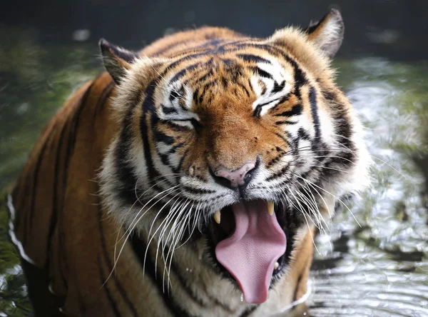 Close-up de Tigre — Fotografia de Stock