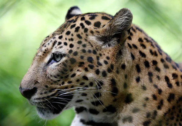 Primer Plano Del Leopardo Sentado Banco Madera Parque Kuala Lumpur —  Fotos de Stock