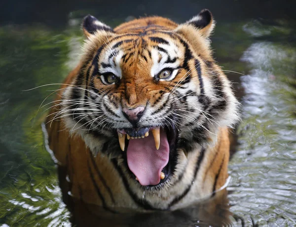 Kaplan yakın çekim