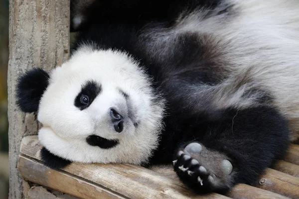 Nuan Nuan Significa Calore Primo Cucciolo Panda Nato Malesia Sdraiato — Foto Stock