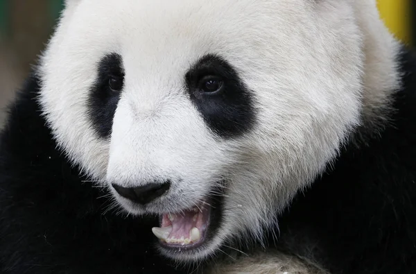 Zbliżenie Nuan Nuan Oznacza Ciepło Pierwszy Cub Malezyjska Panda Jest — Zdjęcie stockowe