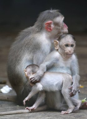 Kuala Lumpur, 24 Temmuz 2017 hayvanat bahçesindeki çocuğunu kadın maymunla.