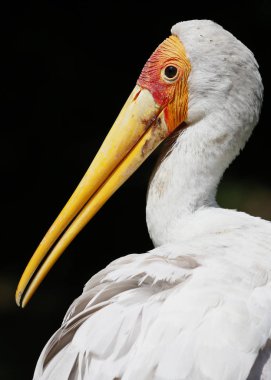 Kuala Lumpur kuş Parkı, Malezya sütlü leylek.