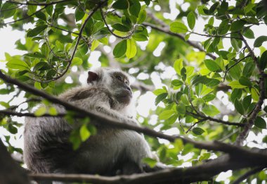 Malezya'da Kuala Lumpur kuş parkta ağaç gövdesi üzerinde oturan maymun