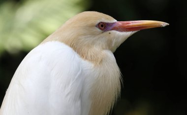 Vinç Kuala Lumpur kuş Parkı, Malezya.