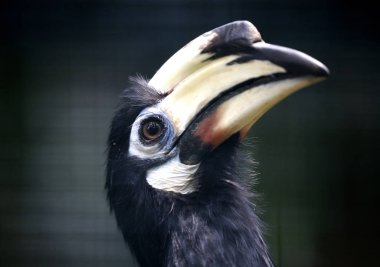Kartallar Kuala Lumpur kuş Parkı, Malezya bir Doğulu alaca.