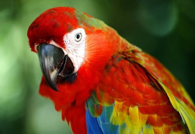 Papağan Kuala Lumpur kuş Parkı, Malezya.