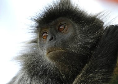 Siyah maymuna Bukit Melawati Hill Tanjung Karang, Malezya içinde görülür