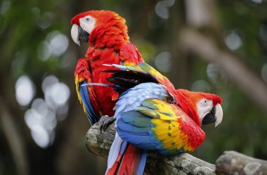 Kuala Lumpur kuş Parkı, Malezya iki papağan.