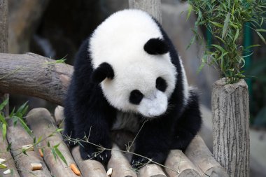 Panda.