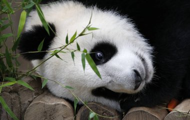 Panda.