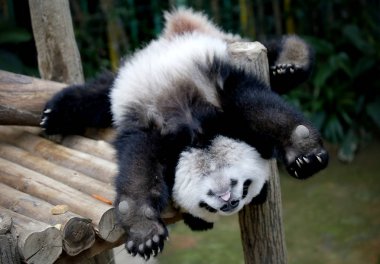 Panda.
