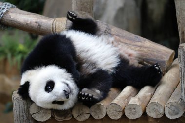 Panda.