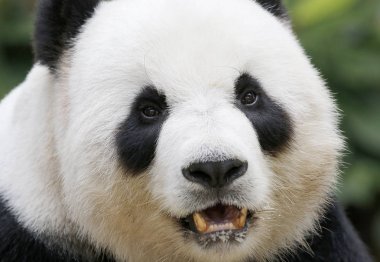 Panda Ulusal Hayvanat Bahçesi, Malezya.