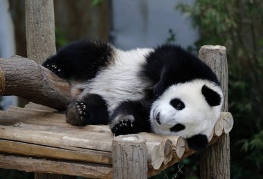 Panda.