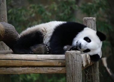 Panda.
