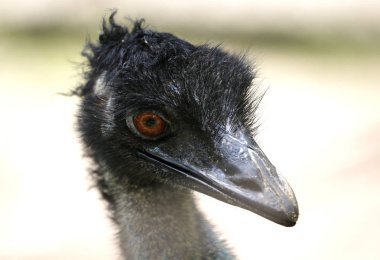 Devekuşu Ulusal Hayvanat Bahçesi, Malezya.