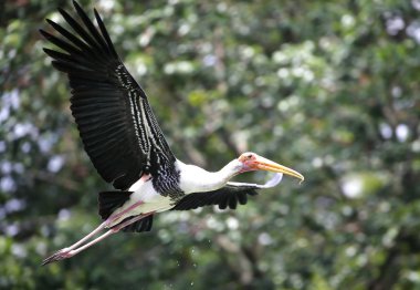 Sütlü leylek Ulusal Hayvanat Bahçesi, Malezya uçan.