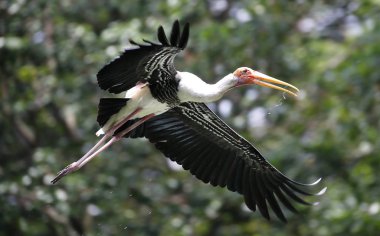 Sütlü leylek Ulusal Hayvanat Bahçesi, Malezya uçan.