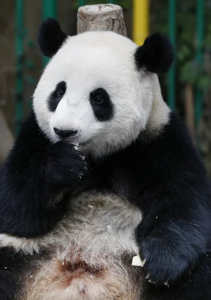 Nuan Nuan Eszközök Meleg Első Malajziai Születésű Panda Cub Pad — Stock Fotó