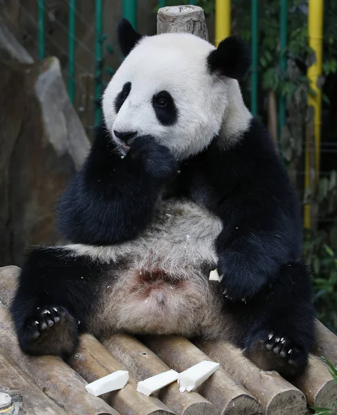 Nuan Nuan Significa Calore Primo Cucciolo Panda Nato Malesia Seduto — Foto Stock