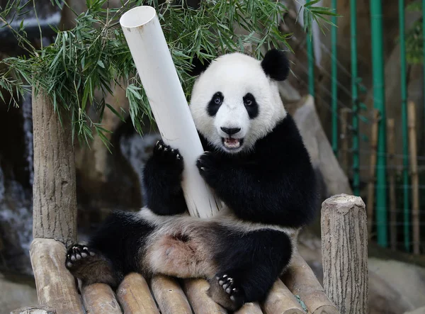 意味着温暖 第一个马来西亚出生的熊猫幼崽坐在木凳上 在吉隆坡 马来西亚 2017年7月24日在熊猫保护中心 — 图库照片