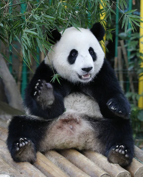 Nuan Nuan Znamená Teplo První Narozený Malajská Panda Cub Sedí — Stock fotografie