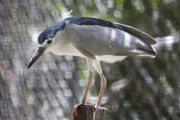 Fågel Ses Vid Parken Kuala Lumpur Juli 2017 — Stockfoto