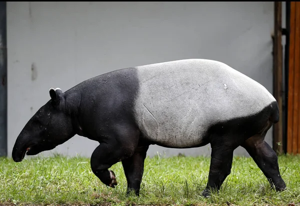 Een Tapir wordt gezien in het park — Stockfoto