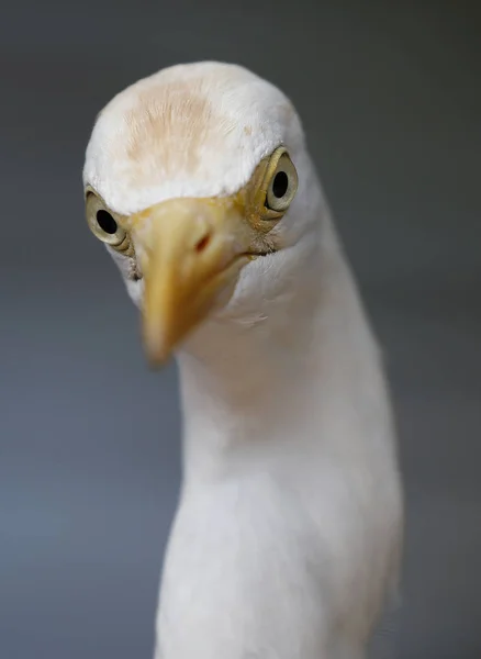 Witte Reiger Kuala Lumpur Bird Park Maleisië — Stockfoto