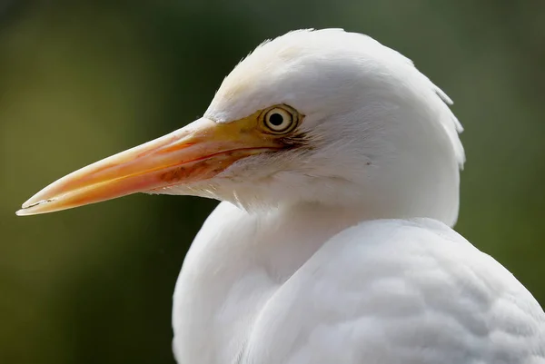 Λευκό Ερωδιός Πάρκο Πτηνών Κουάλα Λουμπούρ Μαλαισία — Φωτογραφία Αρχείου