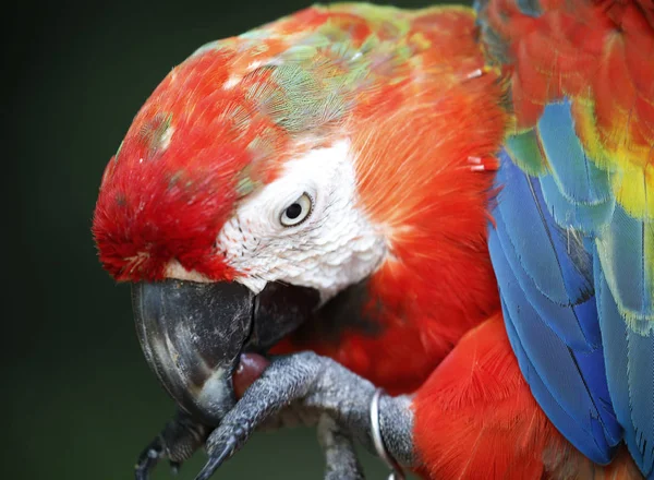 Papoušek Kuala Lumpur Bird Park Malajsie — Stock fotografie