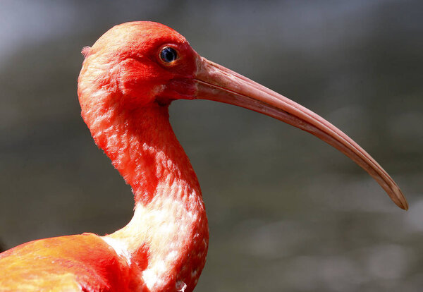 Bird in Kuala Lumpur Bird Park, Malaysia.