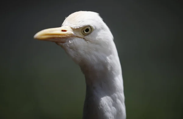 Witte Reiger Kuala Lumpur Bird Park Maleisië — Stockfoto