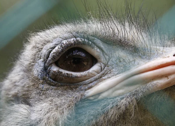 Struisvogel Kuala Lumpur Bird Park Maleisië — Stockfoto