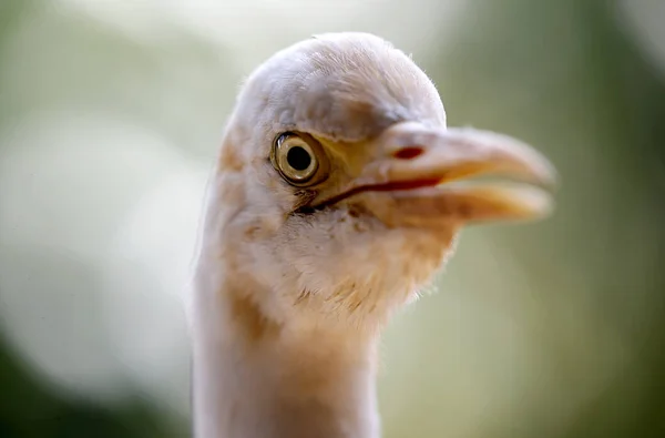 White Heron Kuala Lumpur Bird Park Malaysia — Stock Photo, Image