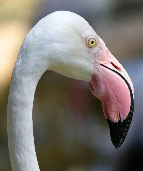 Flamingo Kuala Lumpur Bird Park Malajzia — Stock Fotó