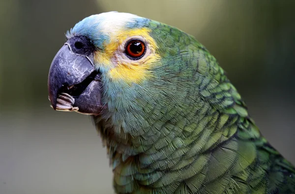 Papoušek Kuala Lumpur Bird Park Malajsie — Stock fotografie