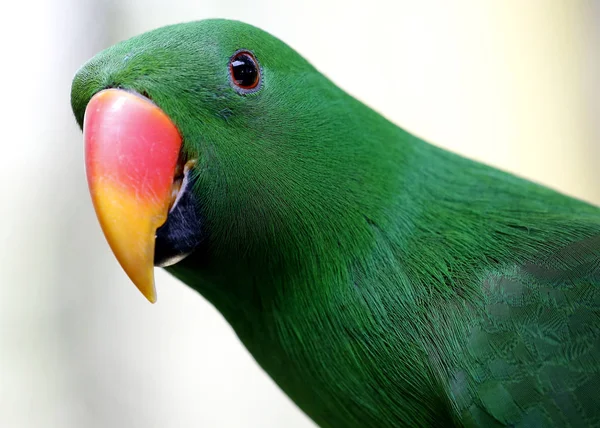 Parrot in Kuala Lumpur Bird Park, Malaysia.