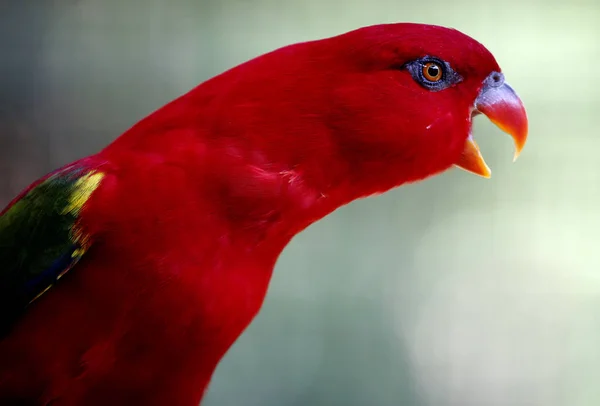 Papagei Kuala Lumpur Vogelpark Malaysien — Stockfoto