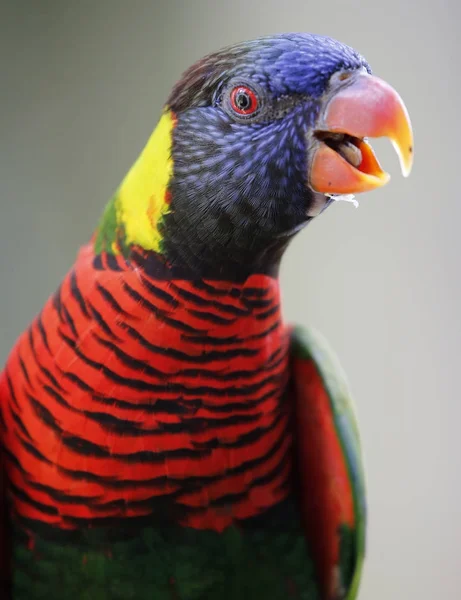 Papoušek Kuala Lumpur Bird Park Malajsie — Stock fotografie