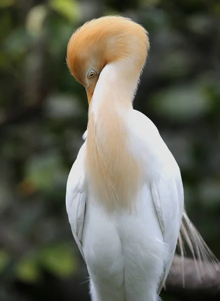 Crane is seen in Kuala Lumpur Bird Park, Malaysia — Stock Photo, Image