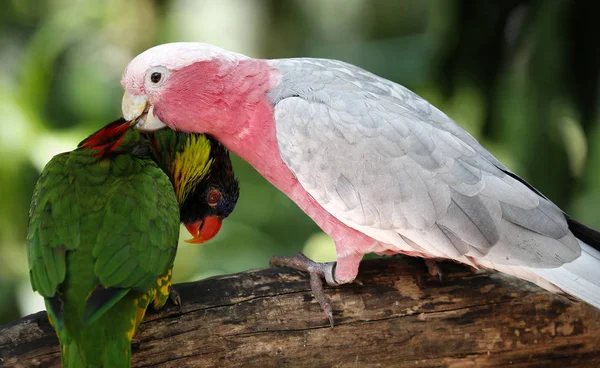 Papagaios em Kuala Lumpur Bird Park, Kuala Lumpur, Malásia — Fotografia de Stock