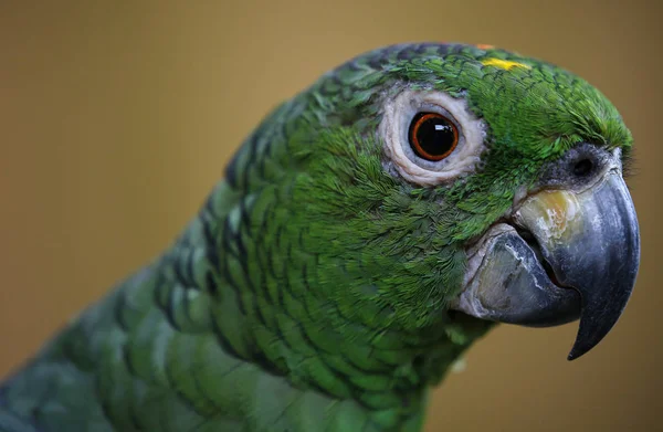 Papoušek v Kuala Lumpur Bird Park, Malajsie — Stock fotografie