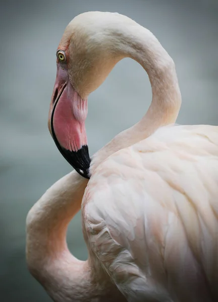 Flamingo se ve en Kuala Lumpur Bird Park en Malasia —  Fotos de Stock