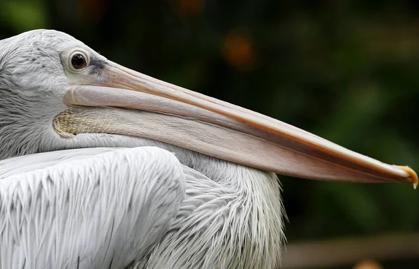 Pelikán látható Kuala Lumpur Bird Park, Malajzia — Stock Fotó