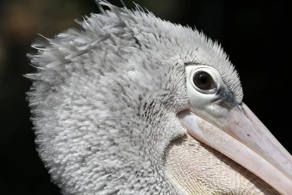 Пеликан в парке птиц Куала-Лумпур — стоковое фото